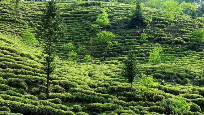 达州富硒茶哪家好（四川富硒茶）-硒宝网