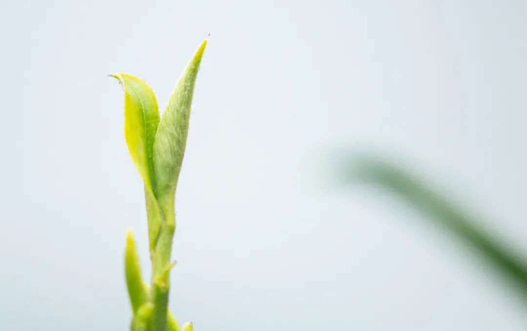 恩施富硒茶98元(恩施富硒茶是什么意思)-硒宝网