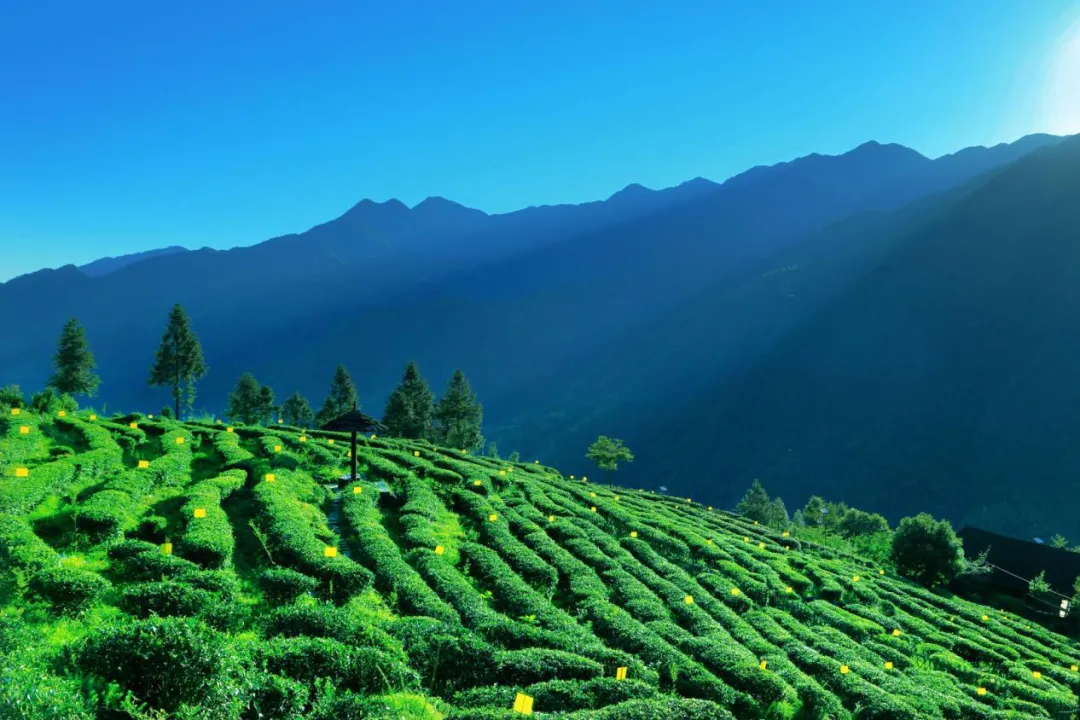 新化天门富硒寒茶(新化天门有哪些小学)-硒宝网