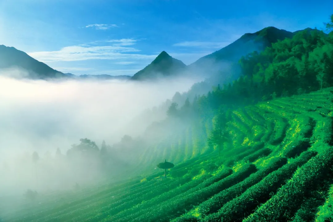 新化天门富硒寒茶(新化天门有哪些小学)-硒宝网