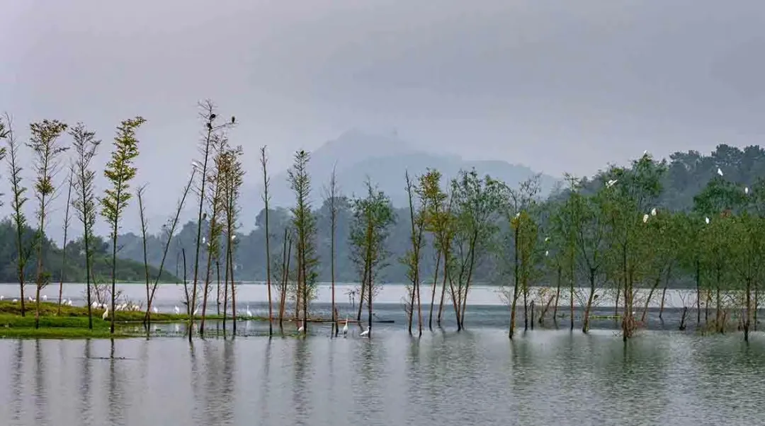 新化天门富硒寒茶(新化天门有哪些小学)-硒宝网