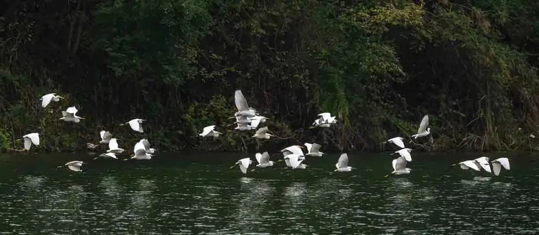 新化天门富硒寒茶(新化天门有哪些小学)-硒宝网