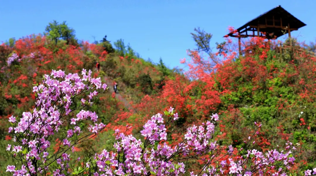 新化天门富硒寒茶(新化天门有哪些小学)-硒宝网