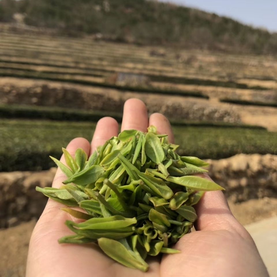 富硒茶产地是哪里(产地茶富硒是什么东西)-硒宝网