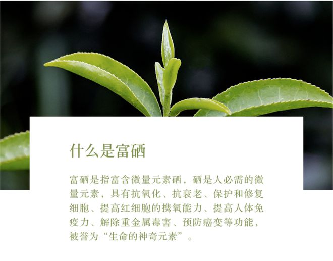 怎么泡紫阳富硒茶（紫阳富硒茶的好处）-硒宝网