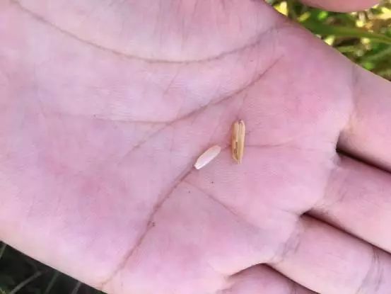 富硒叶茶定制费用(茶叶定制版是什么意思)-硒宝网