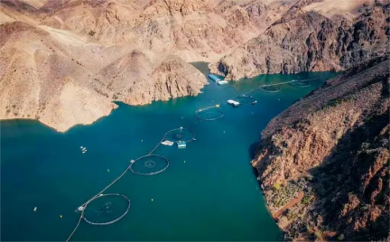 湖南富硒茶的好处(富硒茶的好处)-硒宝网