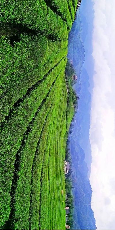 恩施与贵州富硒茶（2019恩施富硒茶）-硒宝网