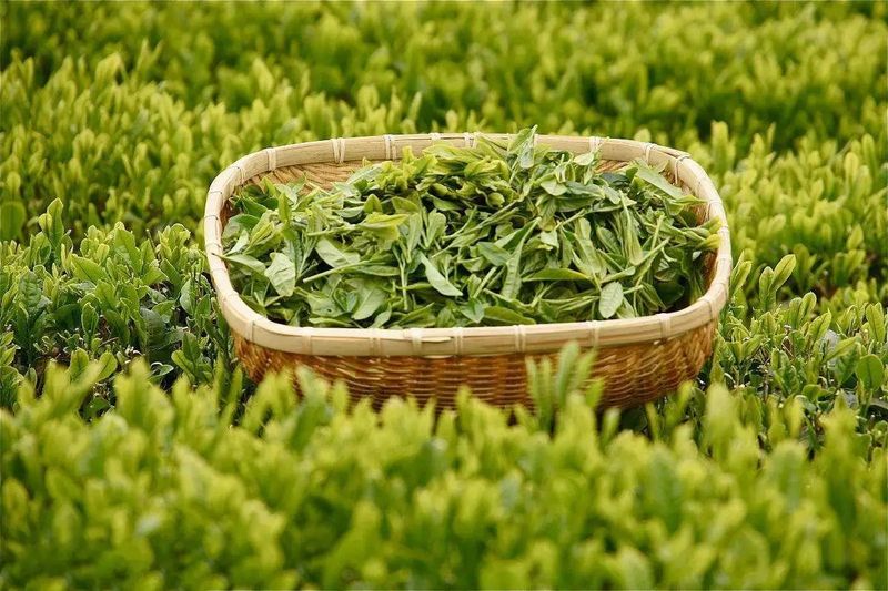 恩施与贵州富硒茶（2019恩施富硒茶）-硒宝网