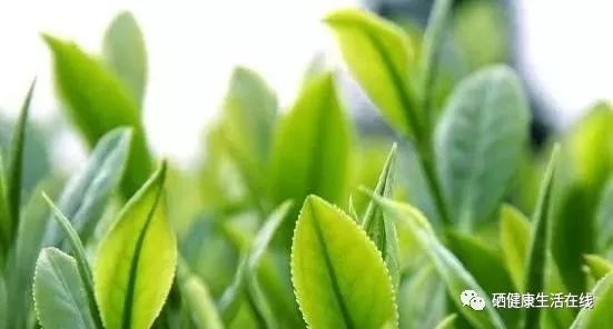 什么茶含富硒多糖(茶多糖含富硒吗)-硒宝网