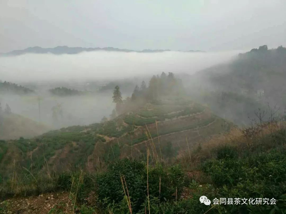 福建富硒茶哪里买(漳州富硒茶)-硒宝网