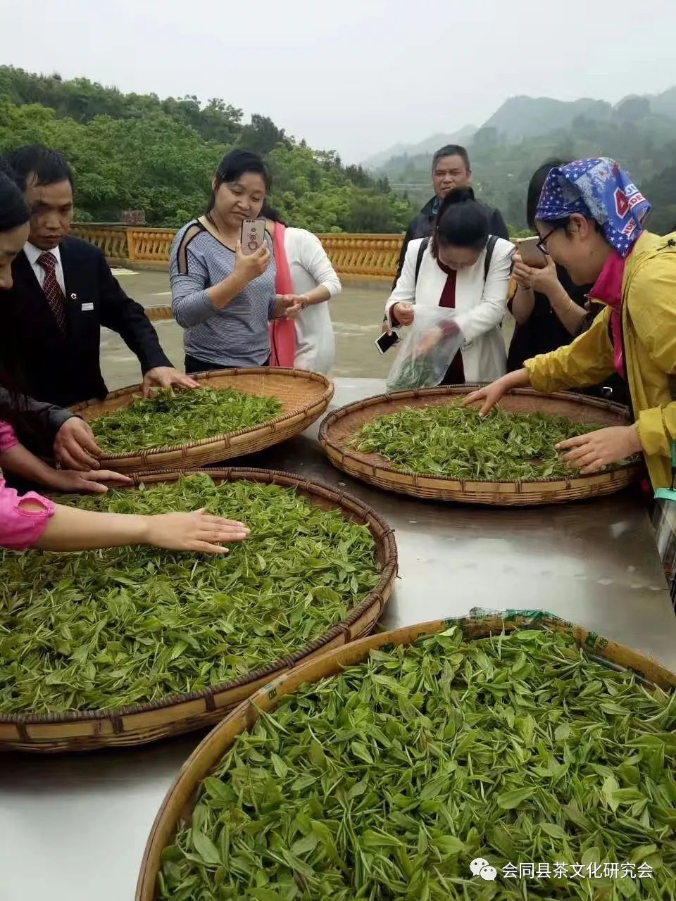 福建富硒茶哪里买(漳州富硒茶)-硒宝网