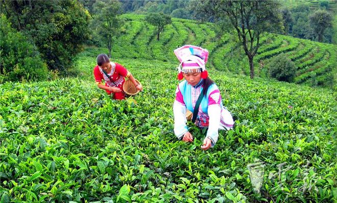 富硒藤条茶怎么泡（泡茶藤条富硒含量多少）-硒宝网
