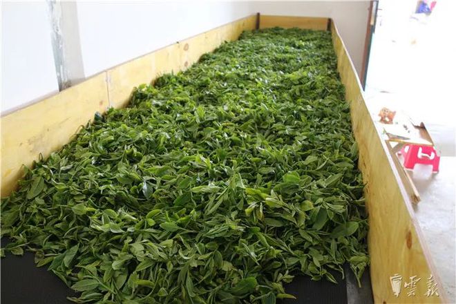 富硒藤条茶怎么泡（泡茶藤条富硒含量多少）-硒宝网