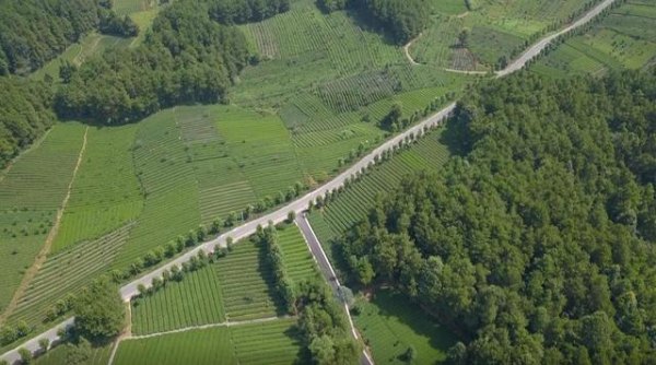 广西凤冈富硒锌茶(凤冈锌硒茶条形包装)-硒宝网