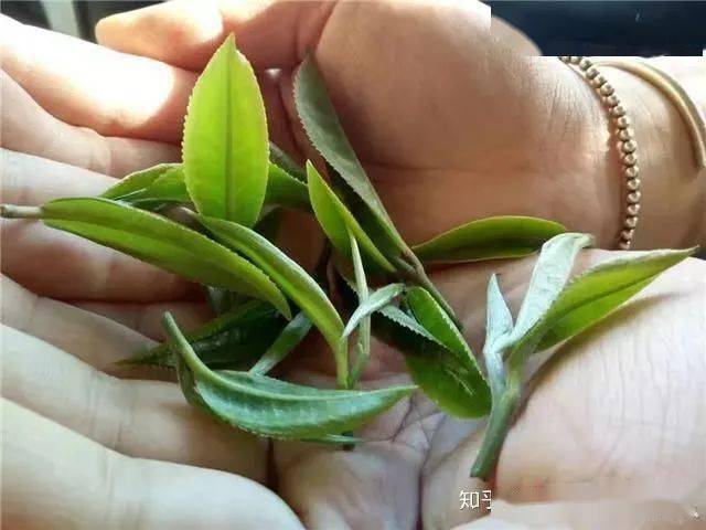 富硒藤条茶怎么泡（富硒藤茶怎么泡）-硒宝网