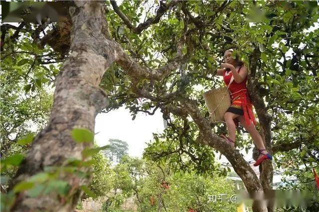 富硒藤条茶怎么泡（富硒藤茶怎么泡）-硒宝网