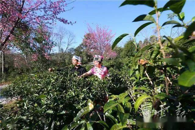 富硒藤条茶怎么泡（富硒藤茶怎么泡）-硒宝网