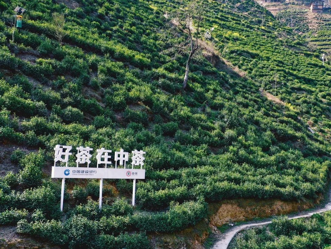 紫阳富硒茶有什么(紫阳富硒茶文化)-硒宝网