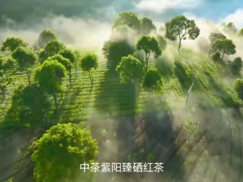 紫阳富硒茶有什么(紫阳富硒茶文化)-硒宝网