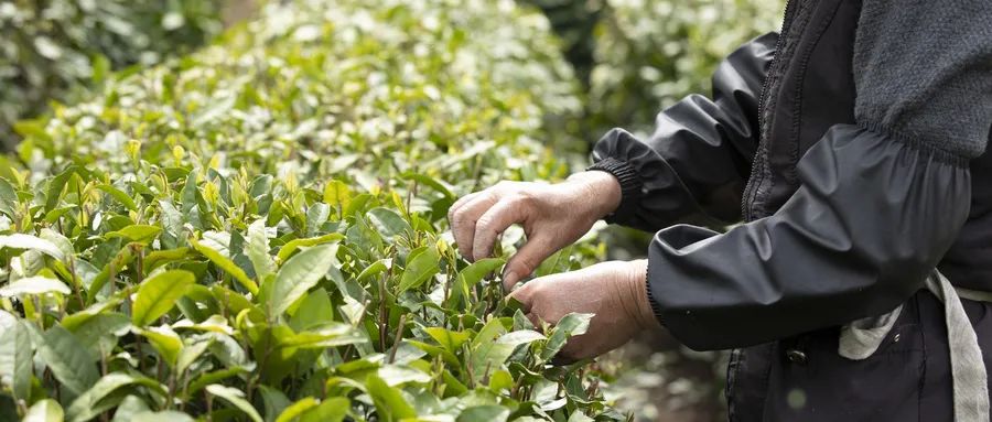 福建富硒茶哪里买(福建茶买富硒茶好吗)-硒宝网