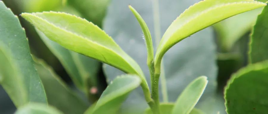 福建富硒茶哪里买(福建茶买富硒茶好吗)-硒宝网