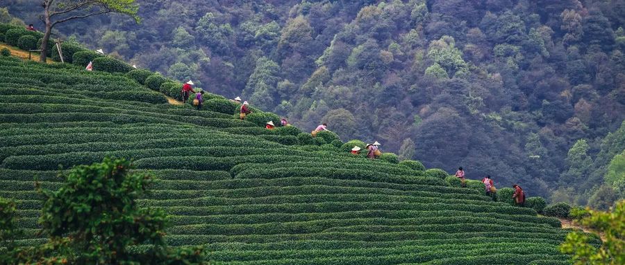 福建富硒茶哪里买(福建茶买富硒茶好吗)-硒宝网
