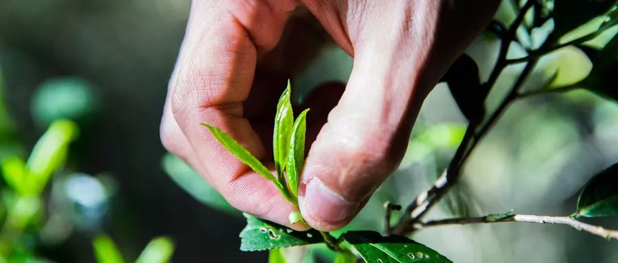 福建富硒茶哪里买(福建茶买富硒茶好吗)-硒宝网