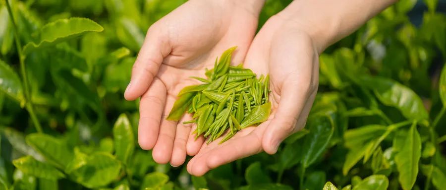 福建富硒茶哪里买(福建茶买富硒茶好吗)-硒宝网