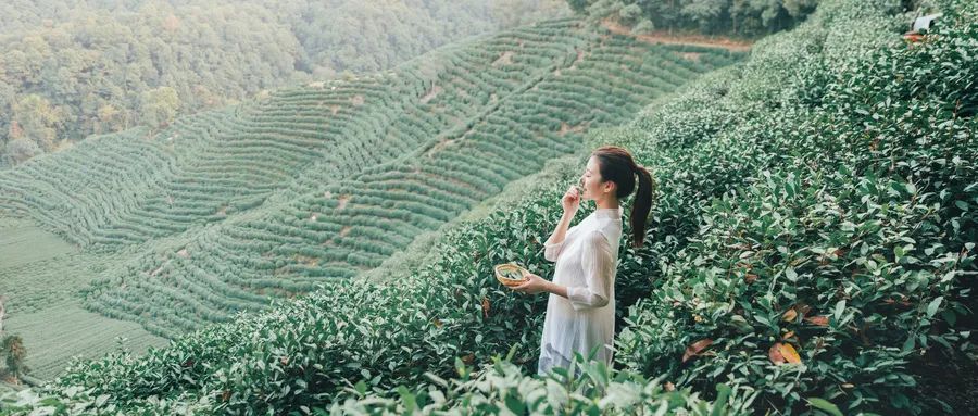 福建富硒茶哪里买(福建茶买富硒茶好吗)-硒宝网