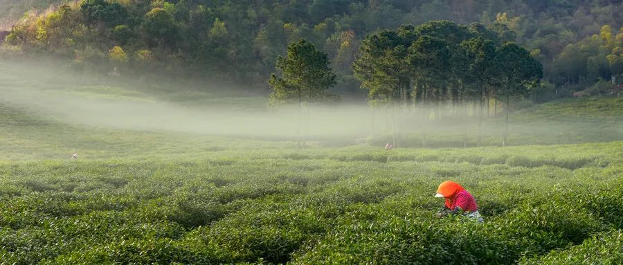 福建富硒茶哪里买(福建茶买富硒茶好吗)-硒宝网