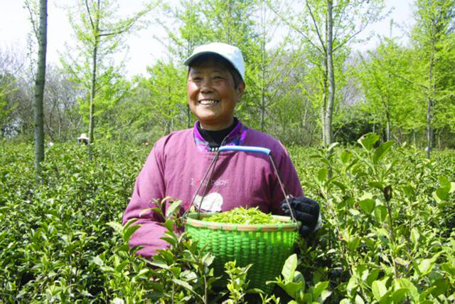 池州大山村富硒茶(安徽池州富硒大山村)-硒宝网