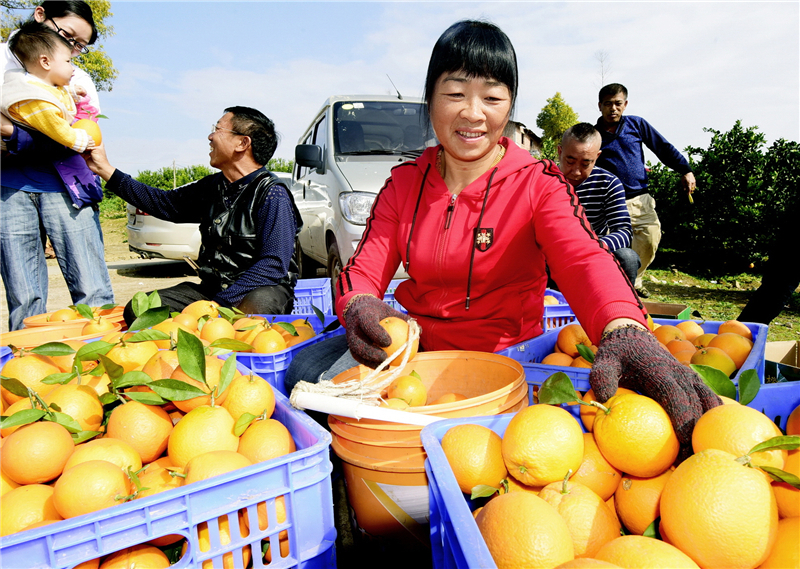 福建富硒生态粗茶(富硒茶文化)-硒宝网