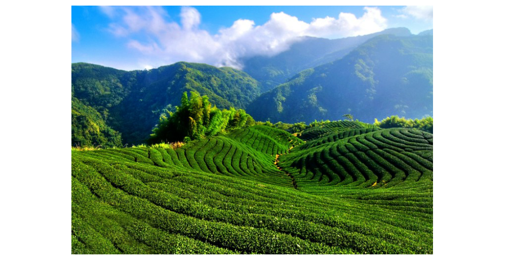 什么茶含富硒多糖(茶多糖含量)-硒宝网