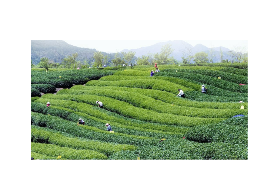 什么茶含富硒多糖(茶多糖含量)-硒宝网