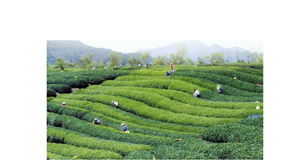 什么茶含富硒多糖(茶多糖含量)-硒宝网