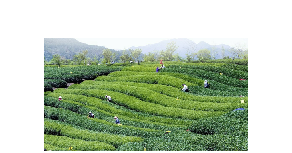 什么茶含富硒多糖(茶多糖含量)-硒宝网