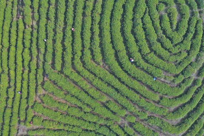 彭州凤阳富锌硒茶（正宗富锌富硒茶产地直供）-硒宝网