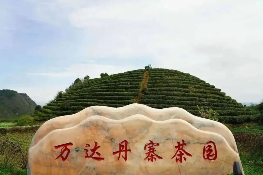 彭州凤阳富锌硒茶（正宗富锌富硒茶产地直供）-硒宝网