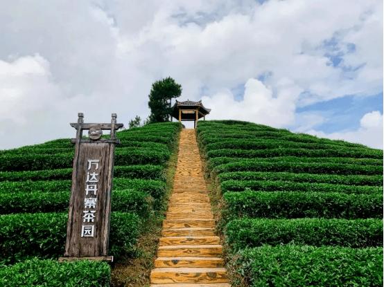 彭州凤阳富锌硒茶（正宗富锌富硒茶产地直供）-硒宝网