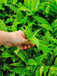 富硒牡丹茶怎么泡(牡丹泡茶富硒的功效)-硒宝网