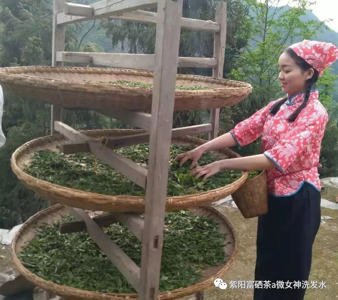 富硒清明茶的价格（清明茶价格富硒多少）-硒宝网