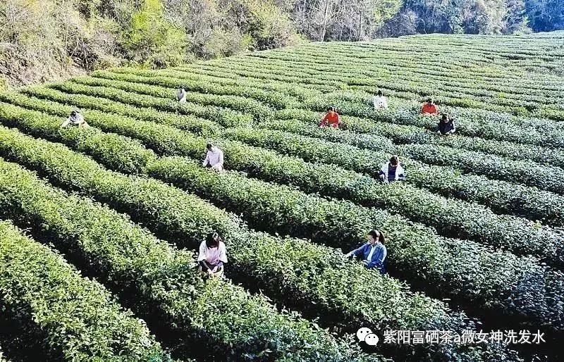 富硒清明茶的价格（清明茶价格富硒多少）-硒宝网
