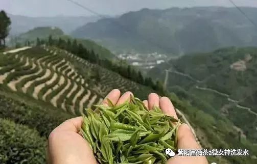 富硒清明茶的价格（清明茶价格富硒多少）-硒宝网