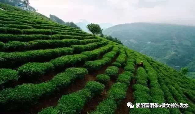 富硒清明茶的价格（清明茶价格富硒多少）-硒宝网