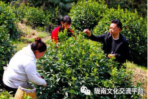 富硒清明茶的价格（富硒清明茶一斤）-硒宝网