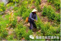 富硒清明茶的价格（富硒清明茶一斤）-硒宝网