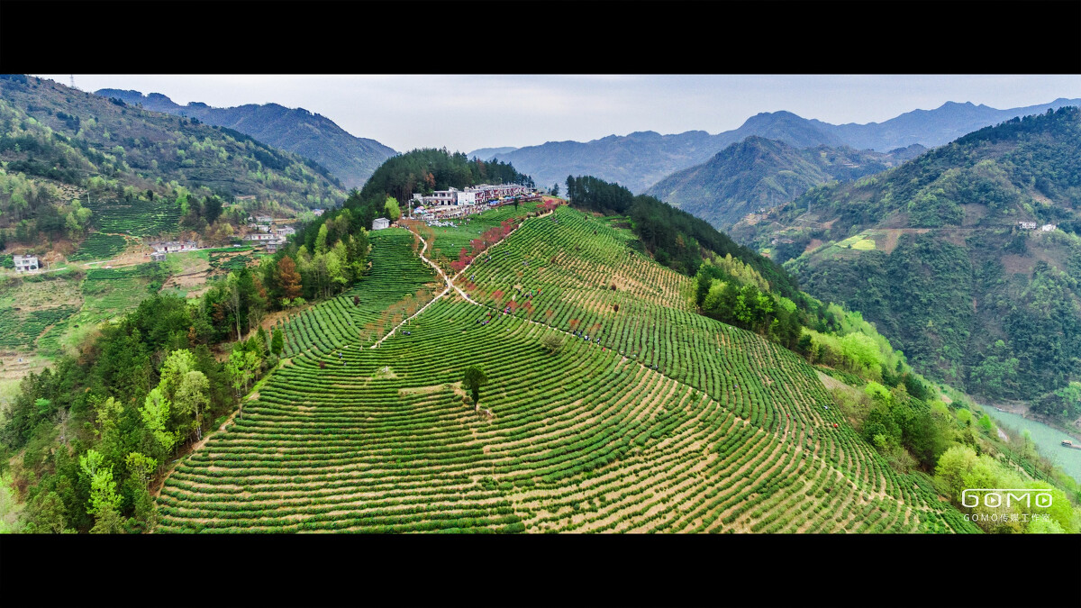 紫阳的富硒茶作文(紫阳富硒茶文化)-硒宝网