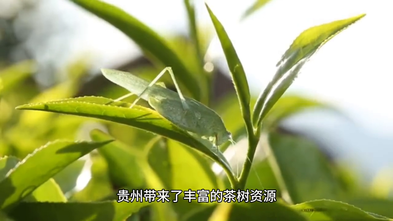 绍兴凤阳富锌硒茶(富硒茶庄)-硒宝网