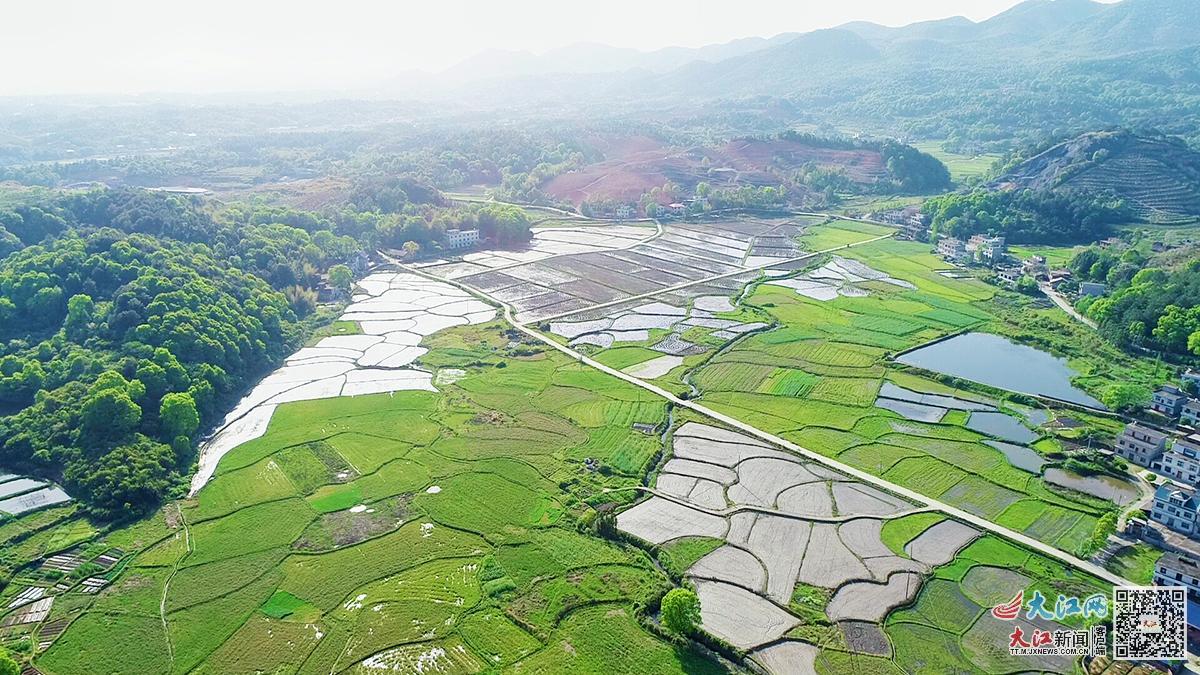 绍兴凤阳富锌硒茶(凤冈锌硒茶叶)-硒宝网